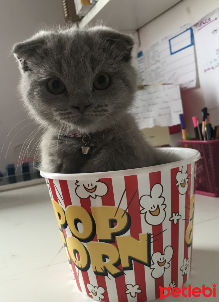 Scottish Fold, Kedi  coco fotoğrafı