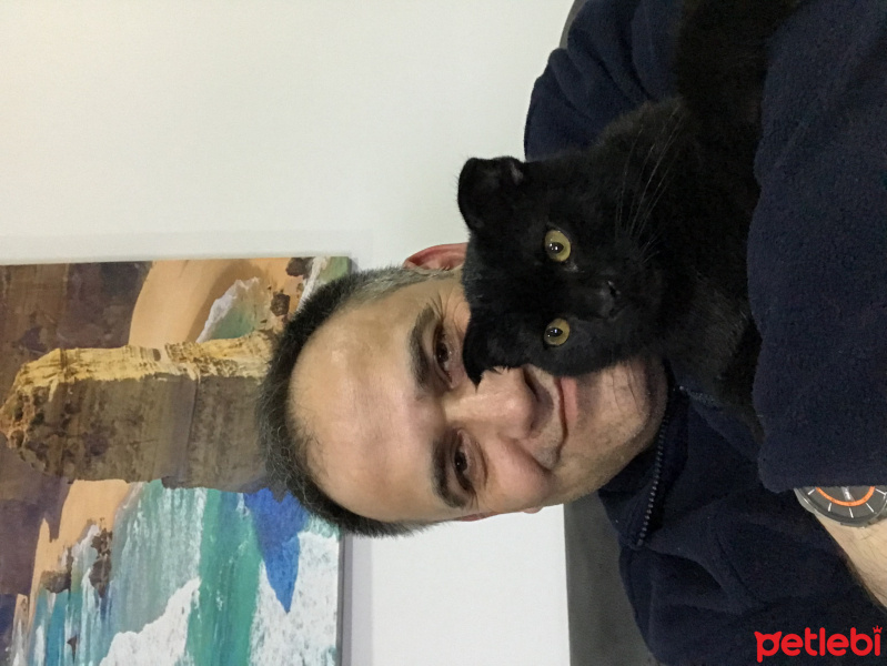 Scottish Fold, Kedi  Leo fotoğrafı