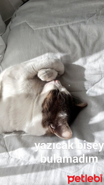 Tekir Kedi, Kedi  Marsel fotoğrafı