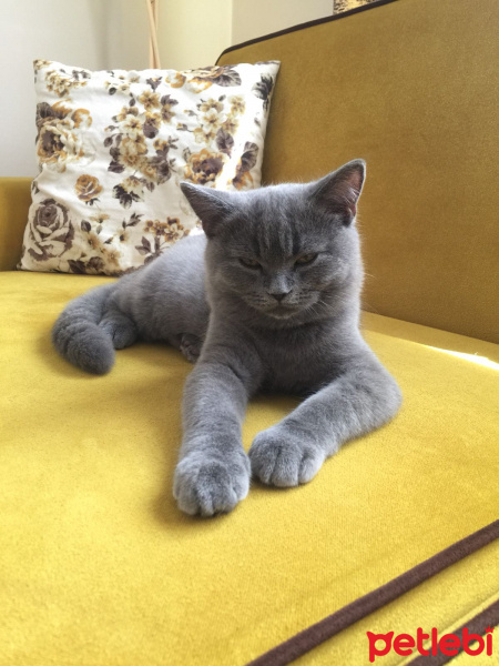 British Shorthair, Kedi  ALEX fotoğrafı