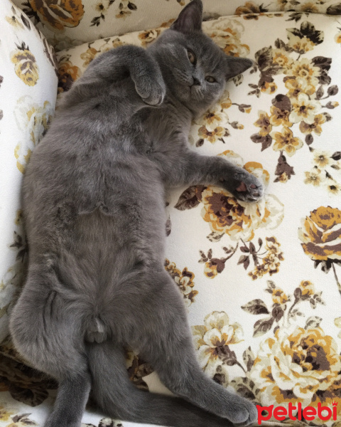 British Shorthair, Kedi  ALEX fotoğrafı