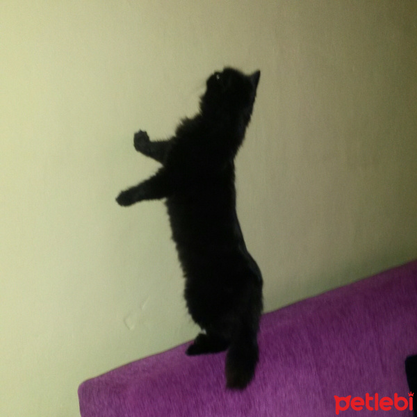 York Chocolate, Kedi  Atuş fotoğrafı