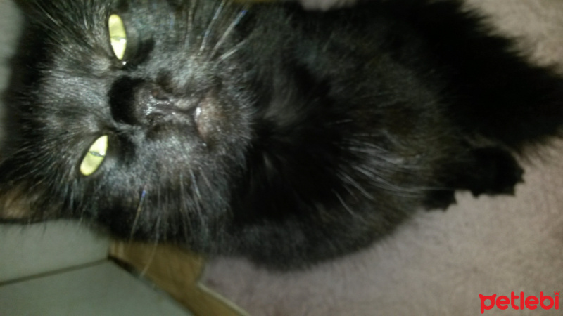 York Chocolate, Kedi  Atuş fotoğrafı