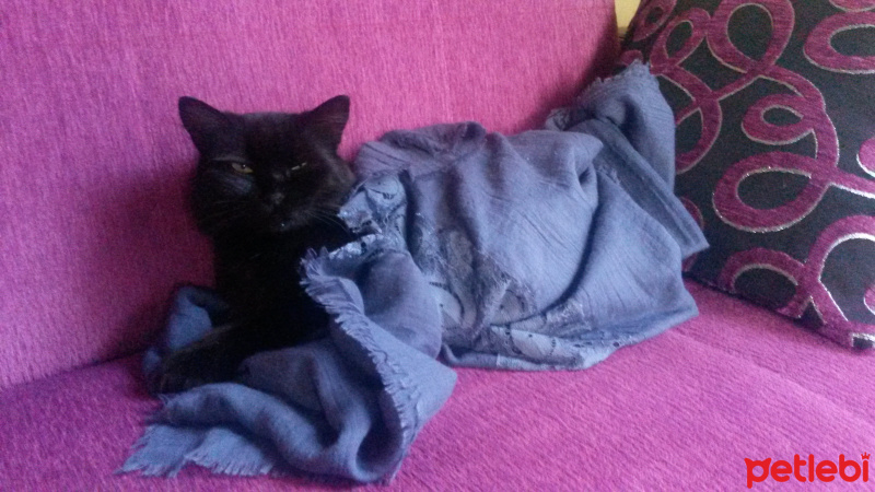 York Chocolate, Kedi  Atuş fotoğrafı