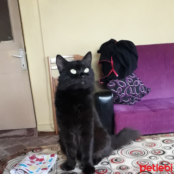 York Chocolate, Kedi  Atuş fotoğrafı