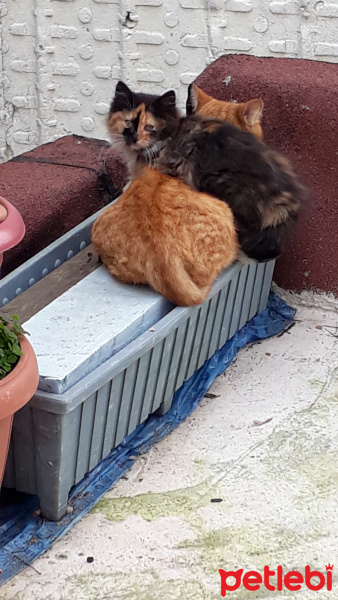 York Chocolate, Kedi  Atuş fotoğrafı