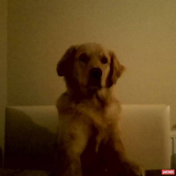 Golden Retriever, Köpek  Tarçın fotoğrafı