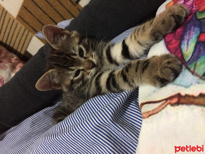 Tekir Kedi, Kedi  Ceku fotoğrafı