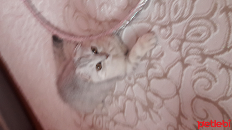 Scottish Fold, Kedi  Pamuk fotoğrafı