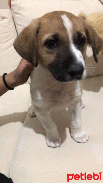 Sokö (Sokak Köpeği), Köpek  Oscar fotoğrafı