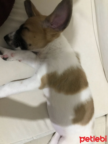 Sokö (Sokak Köpeği), Köpek  Oscar fotoğrafı