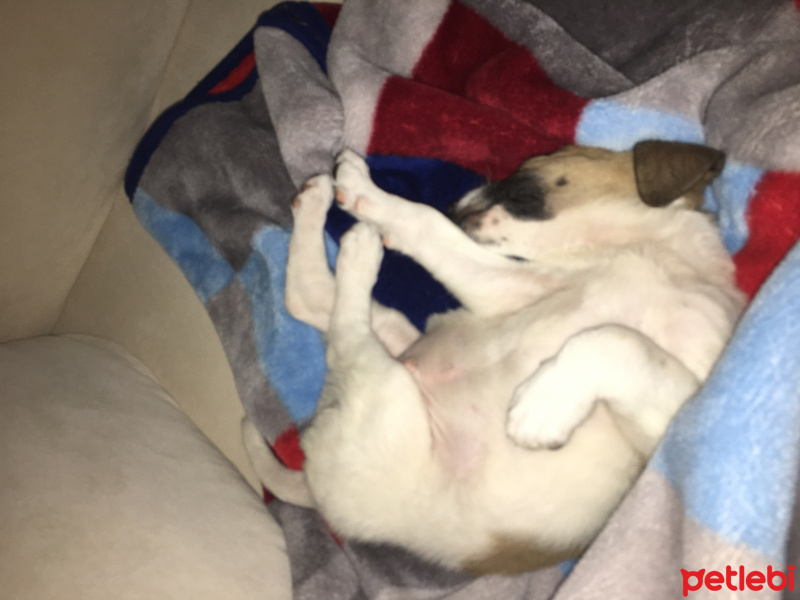 Sokö (Sokak Köpeği), Köpek  Oscar fotoğrafı