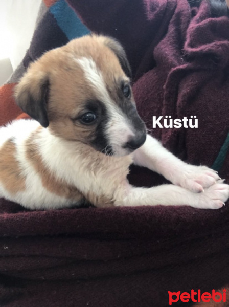 Sokö (Sokak Köpeği), Köpek  Oscar fotoğrafı