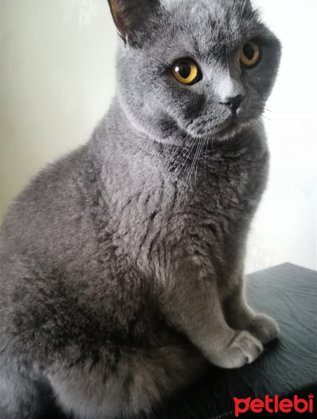 British Shorthair, Kedi  Mario fotoğrafı