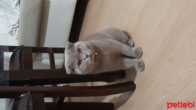 Scottish Fold, Kedi  Badem fotoğrafı