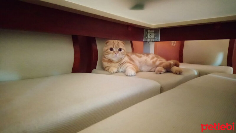 Scottish Fold, Kedi  Billy fotoğrafı