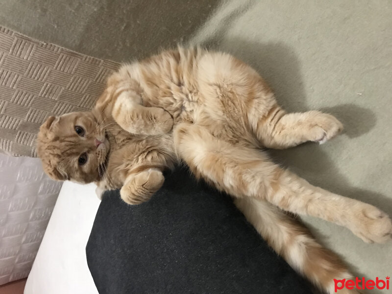 Scottish Fold, Kedi  Billy fotoğrafı