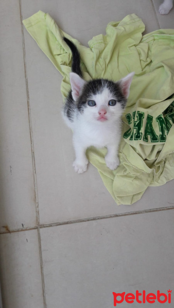 Scottish Fold, Kedi  citir fotoğrafı