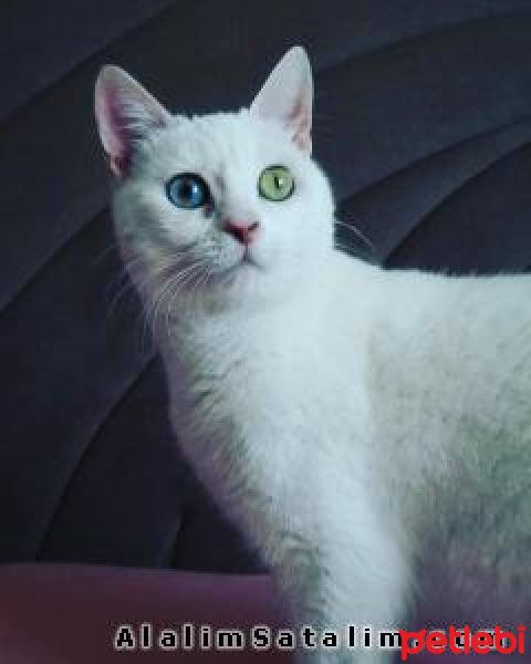 Van Kedisi, Kedi  müjgan fotoğrafı