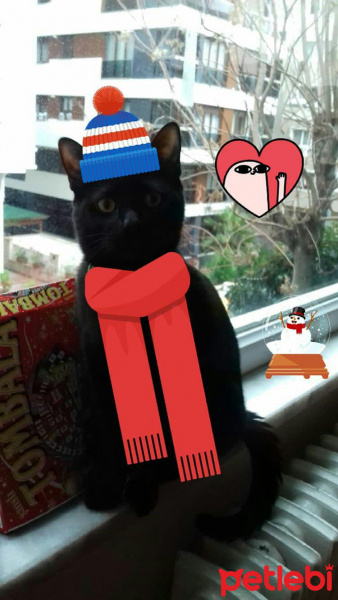 Tekir Kedi, Kedi  Poncik fotoğrafı