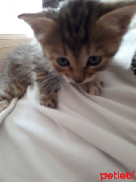 American Shorthair, Kedi  Yavru kedi  fotoğrafı