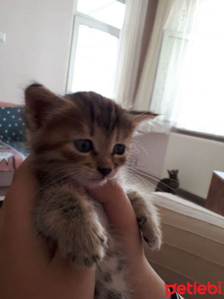 American Shorthair, Kedi  Yavru kedi  fotoğrafı