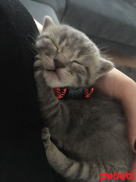Tekir Kedi, Kedi  minnoş fotoğrafı