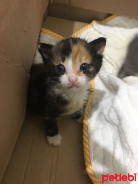 Tekir Kedi, Kedi  minnoş fotoğrafı