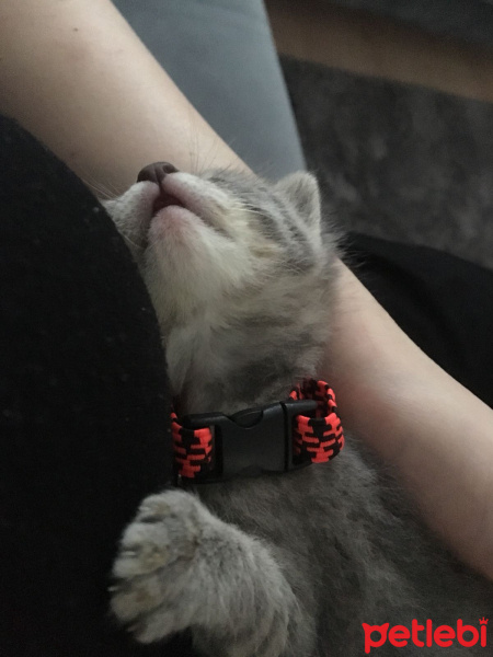 Tekir Kedi, Kedi  minnoş fotoğrafı