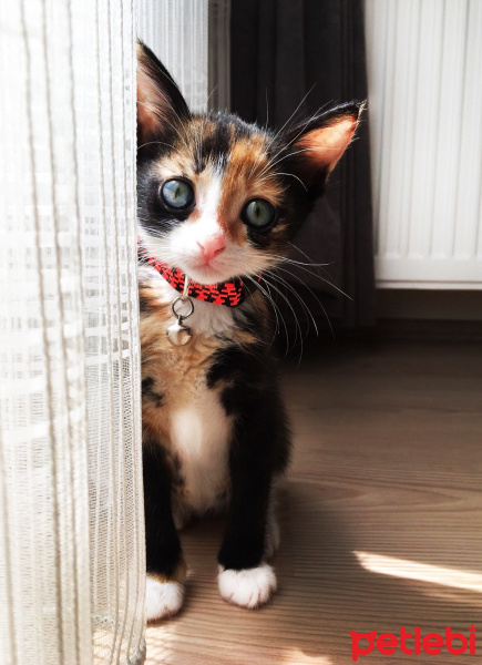 Tekir Kedi, Kedi  minnoş fotoğrafı