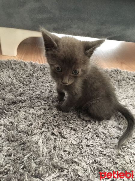 Tekir Kedi, Kedi  minnoş fotoğrafı