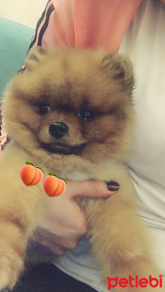 Pomeranyalı, Köpek  Patron fotoğrafı