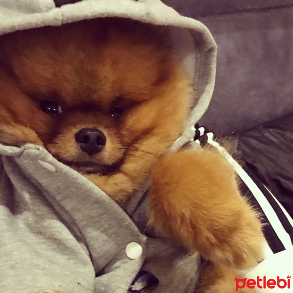 Pomeranyalı, Köpek  Patron fotoğrafı