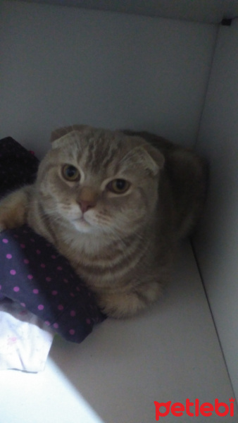 Scottish Fold, Kedi  Duman fotoğrafı