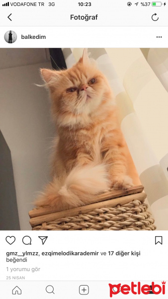 İran Kedisi (Persian), Kedi  Oğlum fotoğrafı