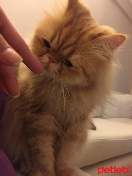 İran Kedisi (Persian), Kedi  Oğlum fotoğrafı