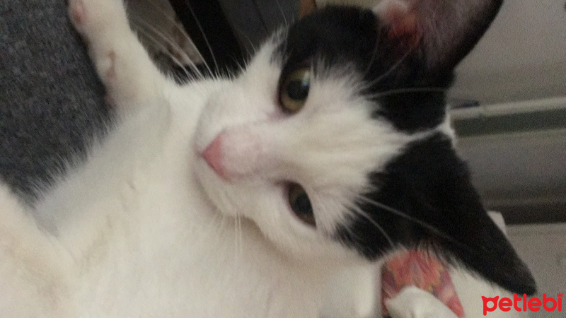 Tekir Kedi, Kedi  Minnie fotoğrafı