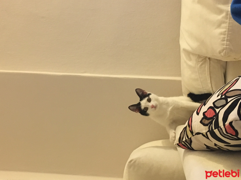 Tekir Kedi, Kedi  Minnie fotoğrafı