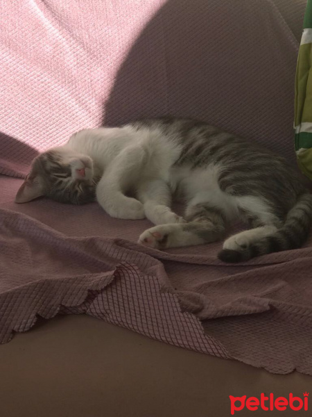 Tekir Kedi, Kedi  Fisun fotoğrafı