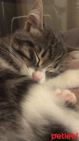 Tekir Kedi, Kedi  Fisun fotoğrafı