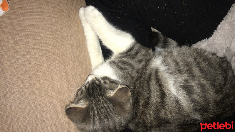 Tekir Kedi, Kedi  Fisun fotoğrafı