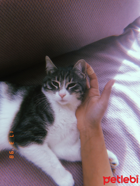 Tekir Kedi, Kedi  Fisun fotoğrafı