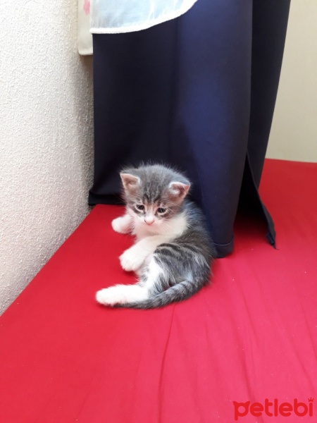 Tekir Kedi, Kedi  Fisun fotoğrafı