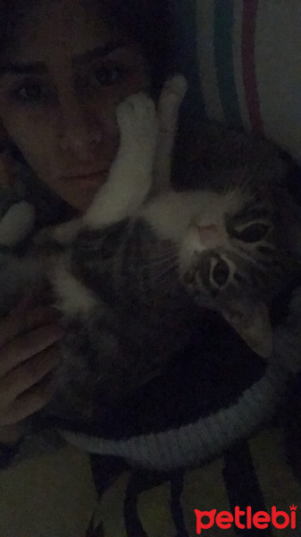 Tekir Kedi, Kedi  Fisun fotoğrafı