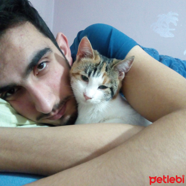 Tekir Kedi, Kedi  Sütlaç fotoğrafı