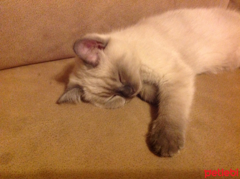 British Shorthair, Kedi  Mars fotoğrafı