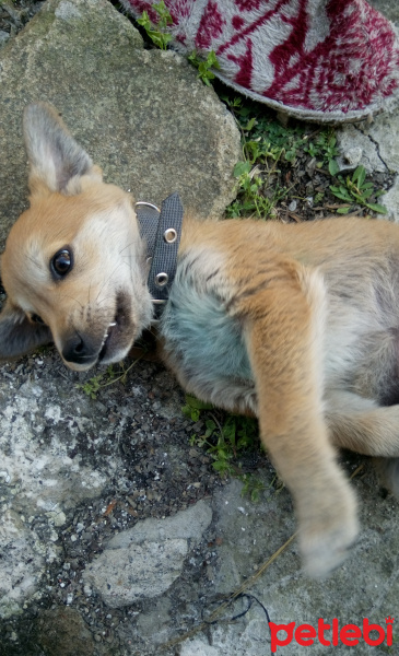 Sokö (Sokak Köpeği), Köpek  She-ra fotoğrafı
