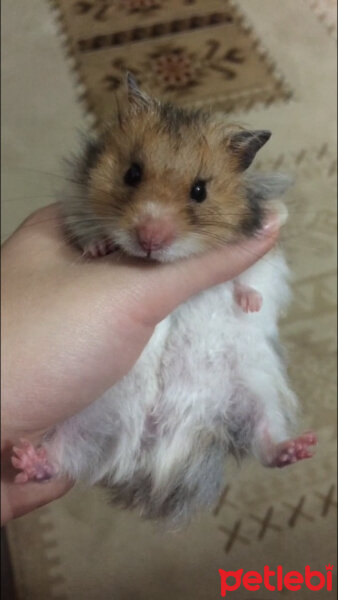 Hamster, Kemirgen  Aşkımsu Murtaza fotoğrafı