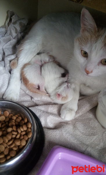 Tekir Kedi, Kedi  Sütlaç fotoğrafı