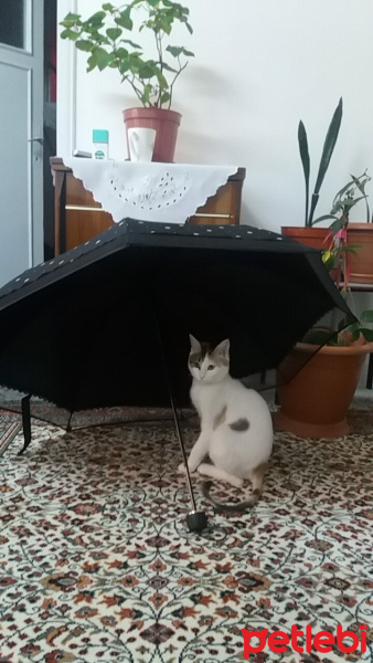 Ankara Kedisi, Kedi  prenses fotoğrafı